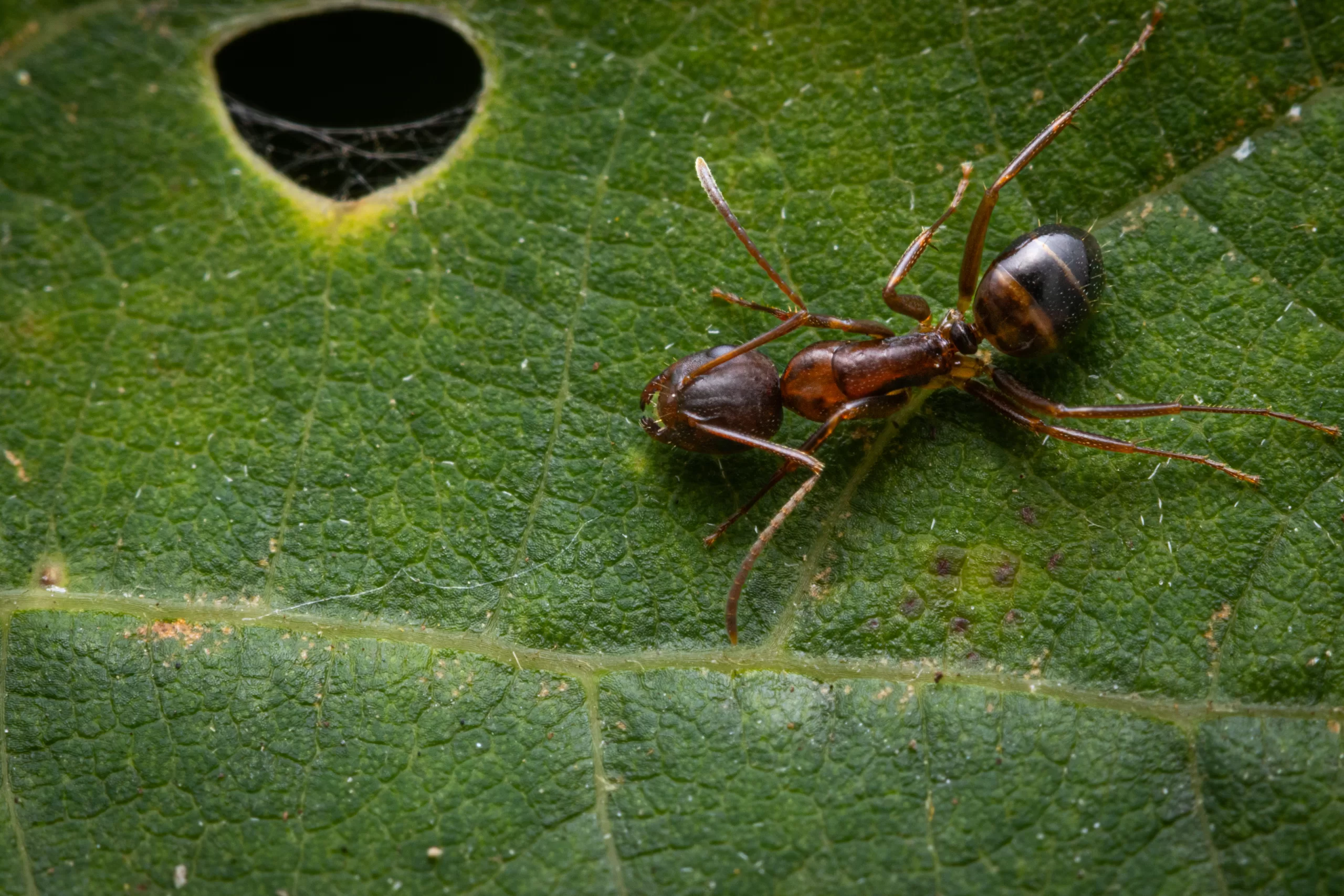 A Camponotus subbarbatus worker.