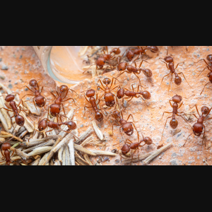 A P. californicus colony.