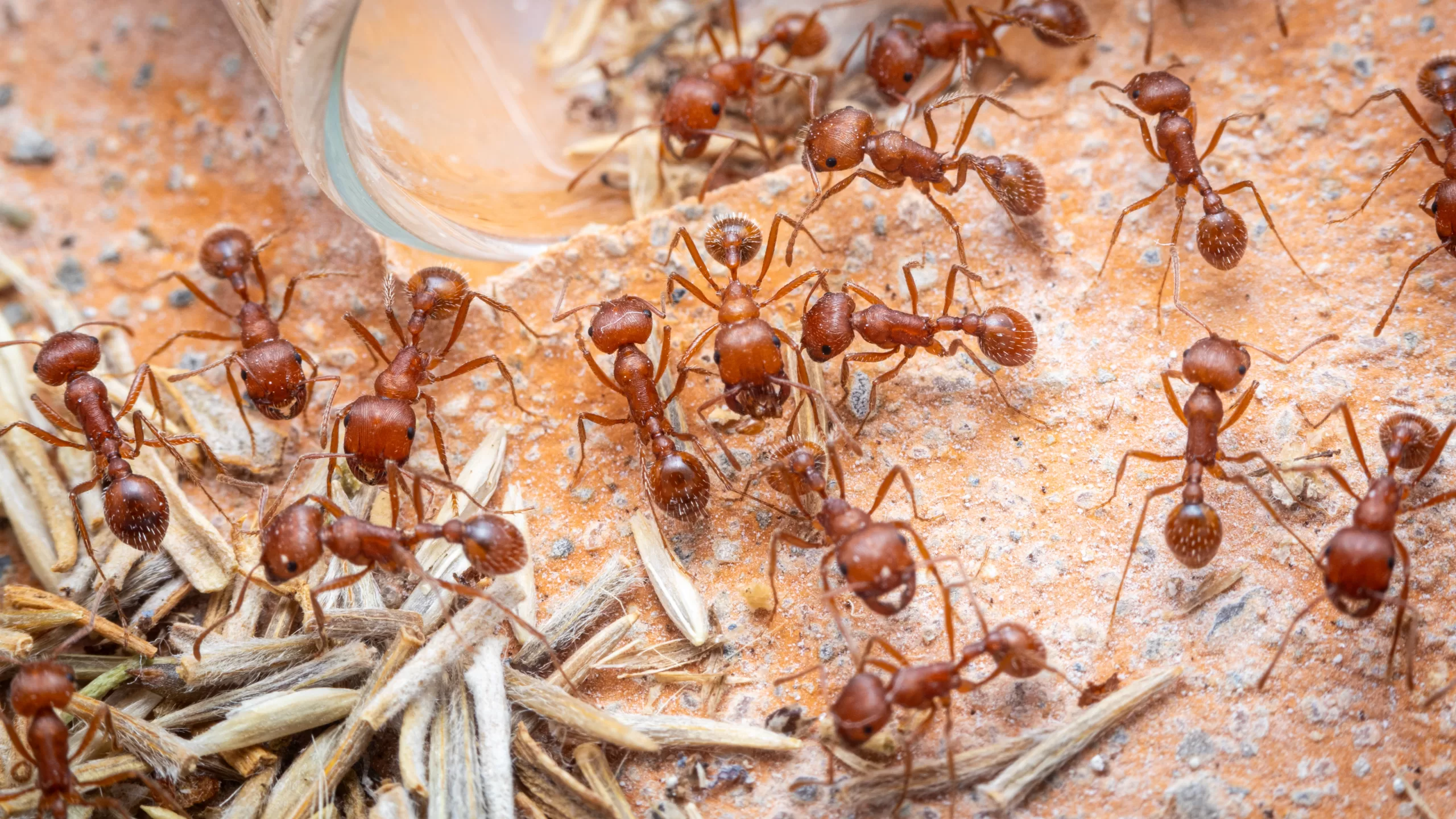 A P. californicus colony.