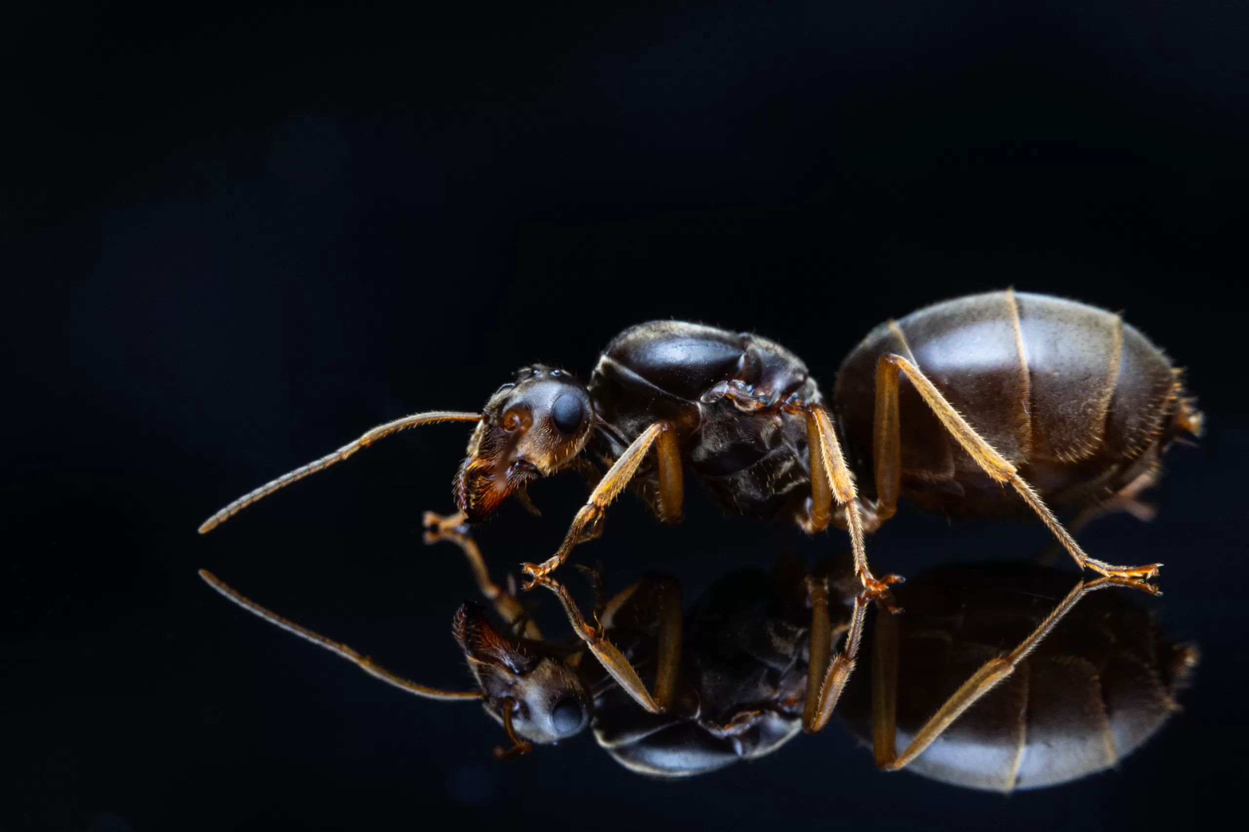 A Myrmecocystus testaceus queen.