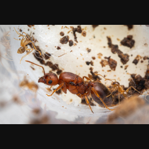 A young Pheidole hyatti colony.