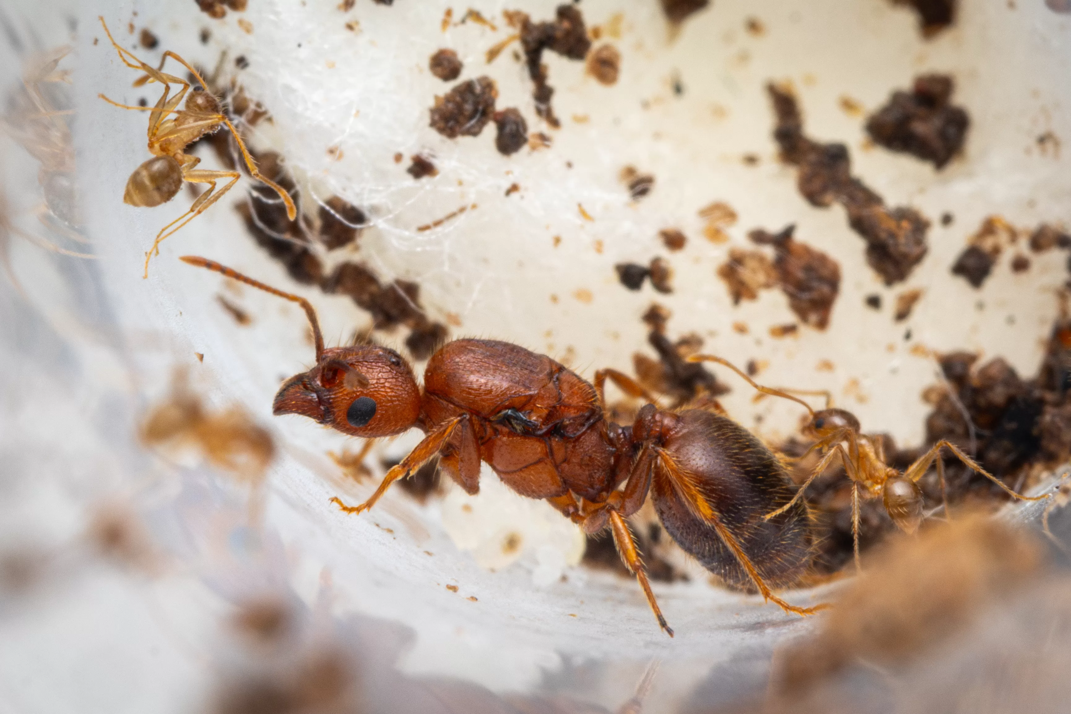 A young Pheidole hyatti colony.