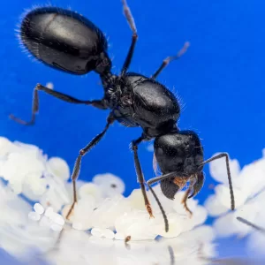 A Veromessor pergandei queen.