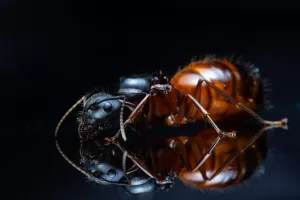 A Camponotus vicinus queen.