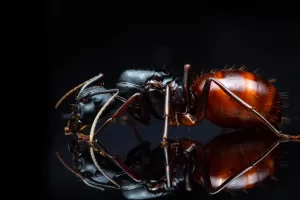 A Camponotus Ca02 queen.