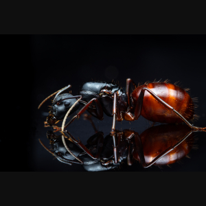 A Camponotus Ca02 queen.