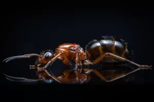 A Formica vinculans queen.