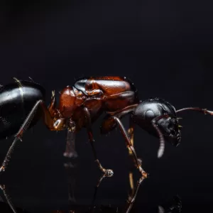 A Camponotus hyatti queen.