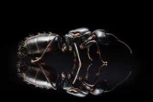 A Camponotus nearcticus queen.