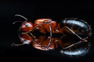 A Camponotus decipiens queen.