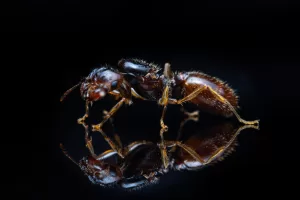 A Pheidole barbata queen.