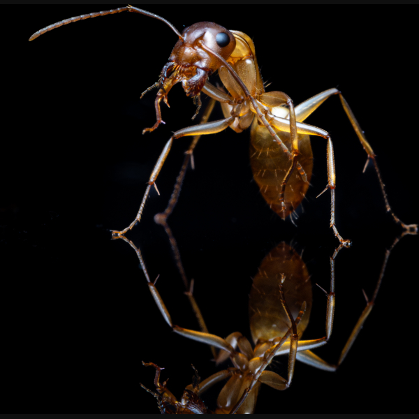 A Camponotus sansabeanus worker.