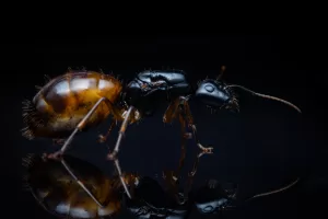 A Camponotus sansabeanus queen.