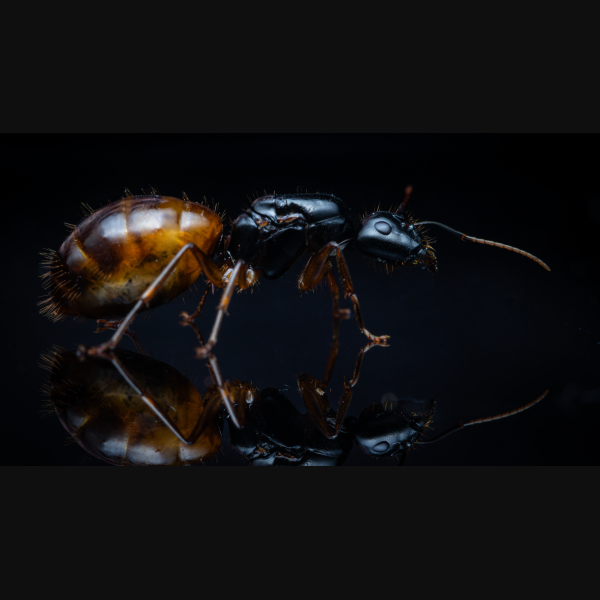 A Camponotus sansabeanus queen.