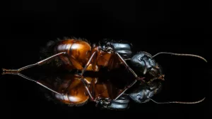 A Camponotus semitestaceus queen.