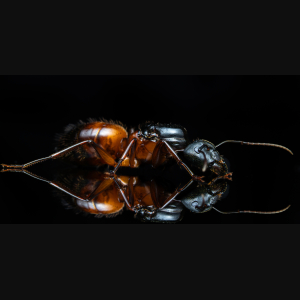 A Camponotus semitestaceus queen.