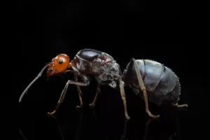A Myrmecocystus placodops queen.
