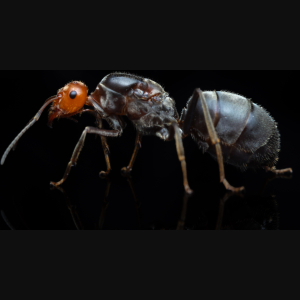 A Myrmecocystus placodops queen.