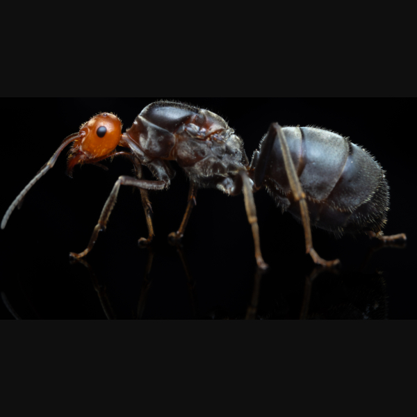 A Myrmecocystus placodops queen.