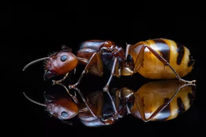 A Camponotus subbarbatus queen.