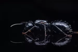 A Camponotus laevissimus queen.