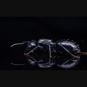 A Camponotus laevissimus queen.
