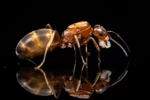 A Dorymyrmex bureni queen.