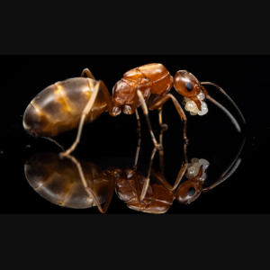 A Dorymyrmex bureni queen.