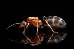 A Forelius pruinosus queen.