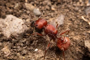 A Pogonomyrmex occidentalis queen.