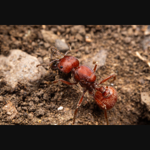 A Pogonomyrmex occidentalis queen.