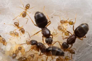 A young colony of Nylanderia flavipes.