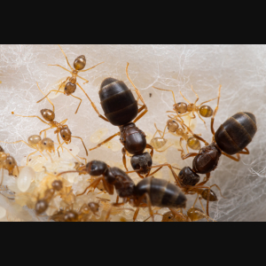 A young colony of Nylanderia flavipes.