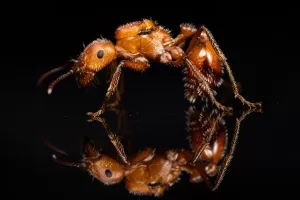 A Pogonomyrmex maricopa queen.