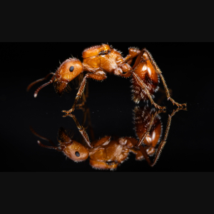 A Pogonomyrmex maricopa queen.