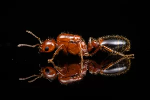A Solenopsis xyloni queen.