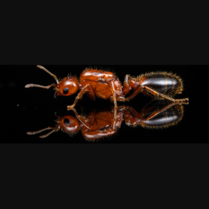 A Solenopsis xyloni queen.