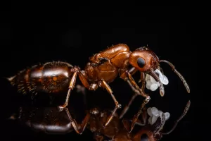 A Crematogaster detecta queen.