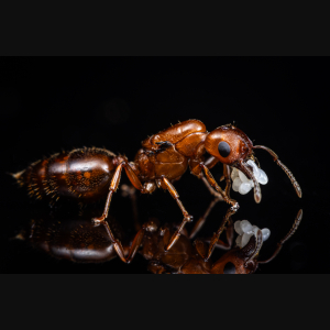 A Crematogaster detecta queen.