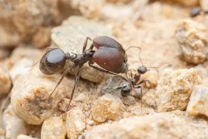 A Pheidole rhea major. Photo courtesy of Jake Nitta.