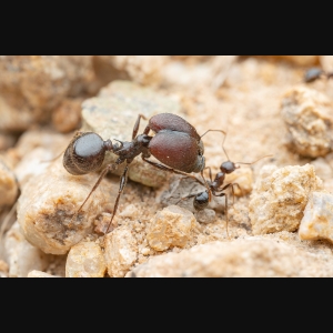 A Pheidole rhea major. Photo courtesy of Jake Nitta.