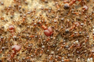Pheidole obtusospinosa workers.