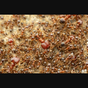 Pheidole obtusospinosa workers.