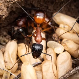 A Camponotus ocreatus.