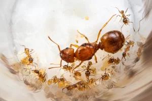 A young colony of Pheidole morrisii.