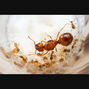 A young colony of Pheidole morrisii.