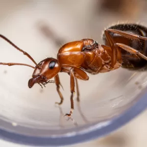A Formica perpilosa queen.