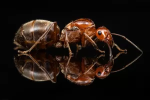 A Myrmecocystus mimicus queen.