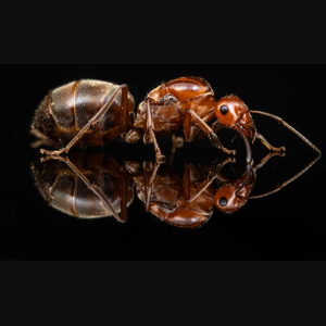 A Myrmecocystus mimicus queen.