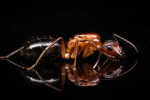 A Camponotus inaequalis queen.